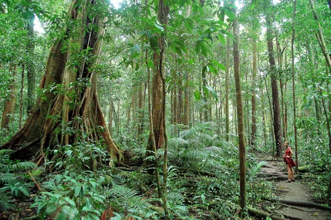 daintree tours from port douglas