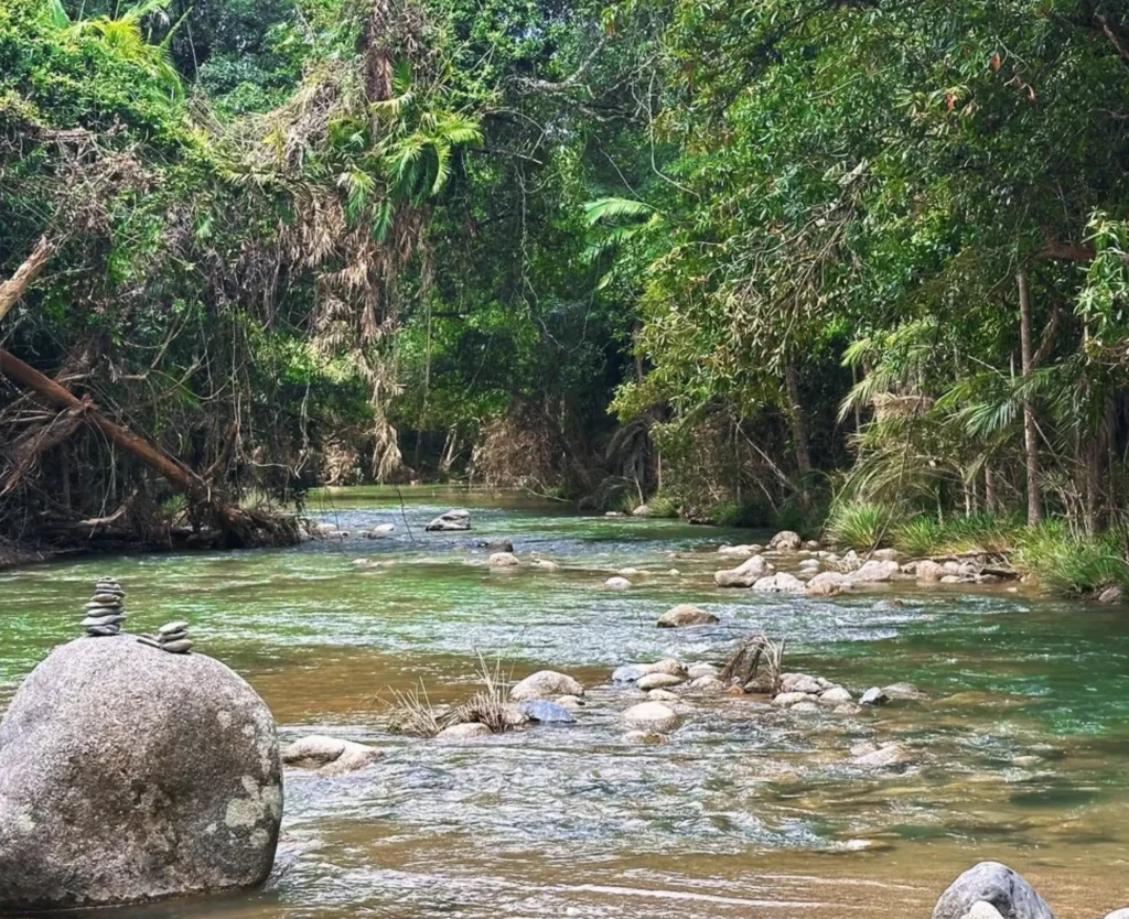 Daintree Rainforest