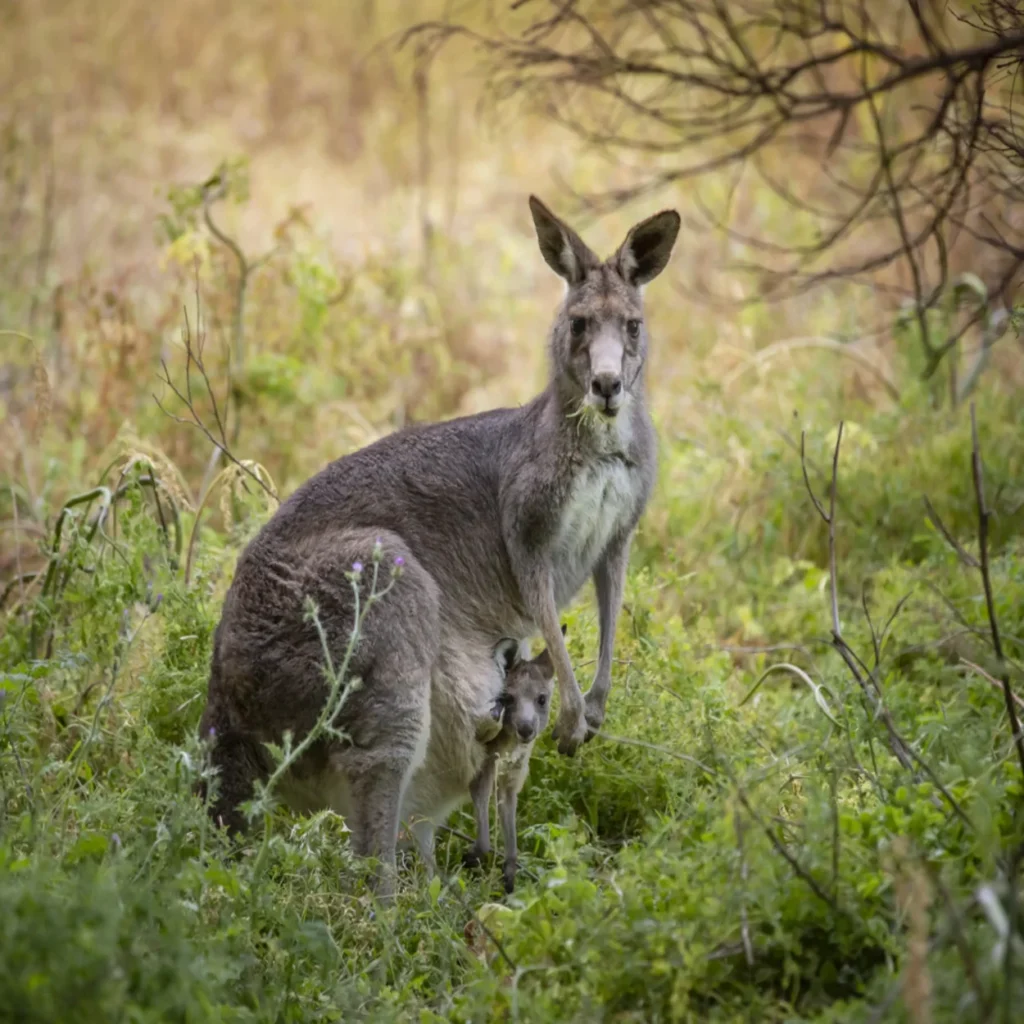 Kangaroo