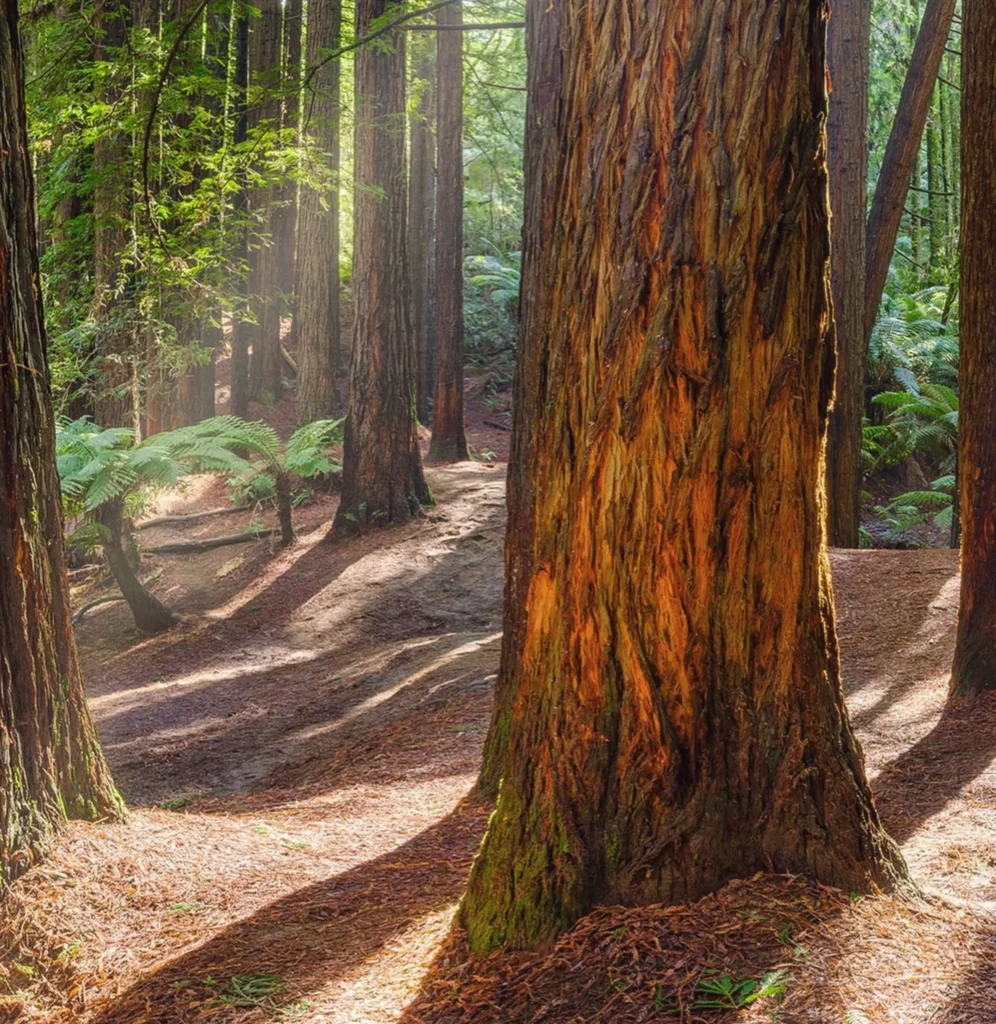 Otway National Park