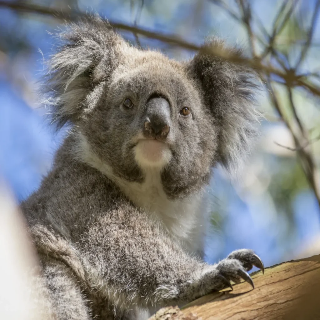 koala