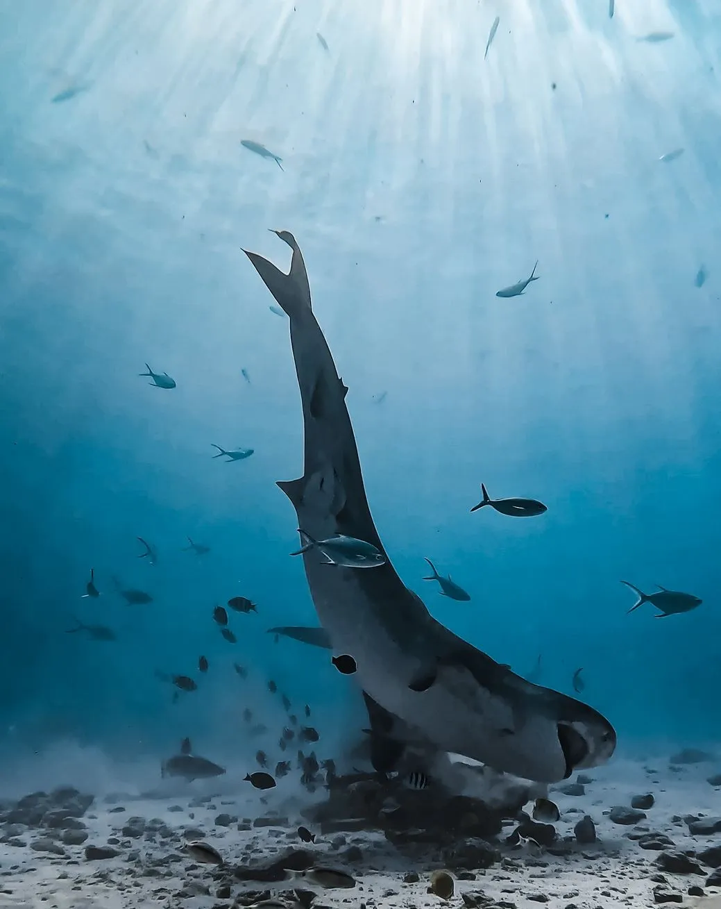 Quick Facts From Marine Researchers