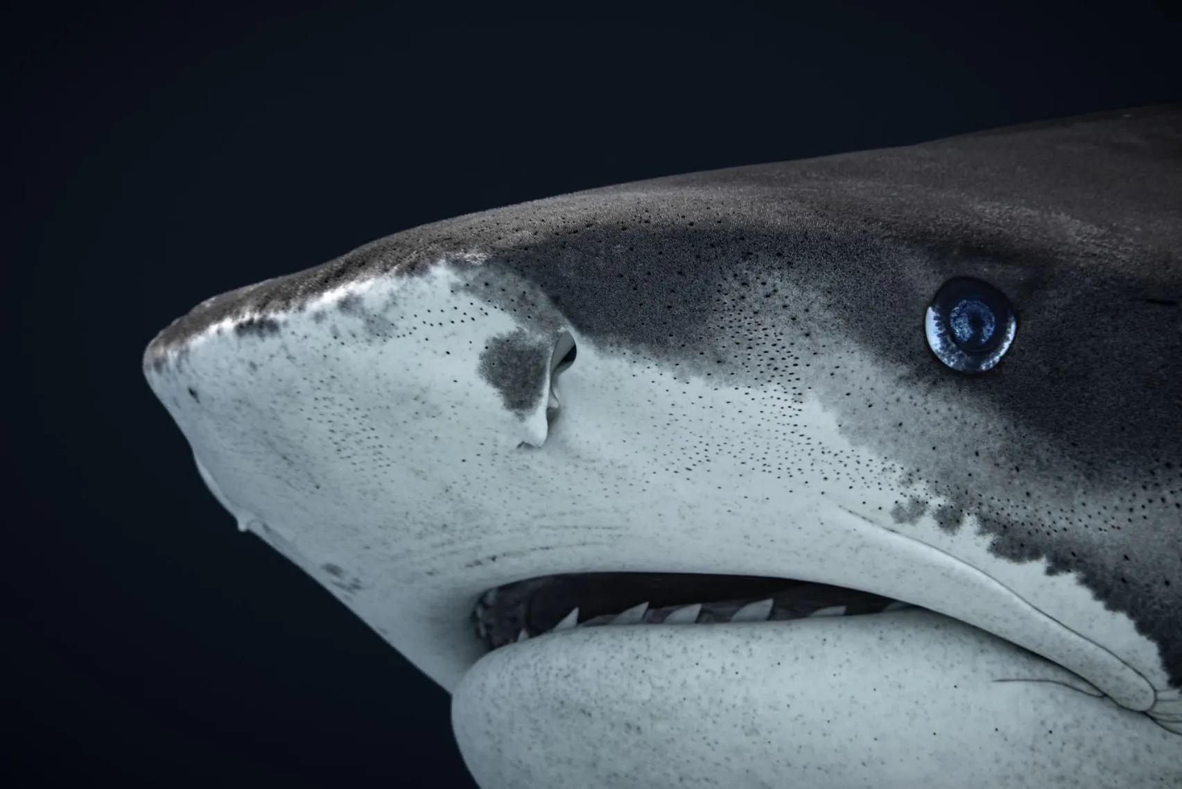 Tiger Shark