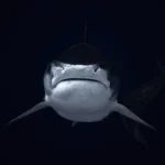 What Is the Biggest Predator in the Great Barrier Reef
