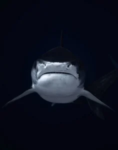 What Is the Biggest Predator in the Great Barrier Reef