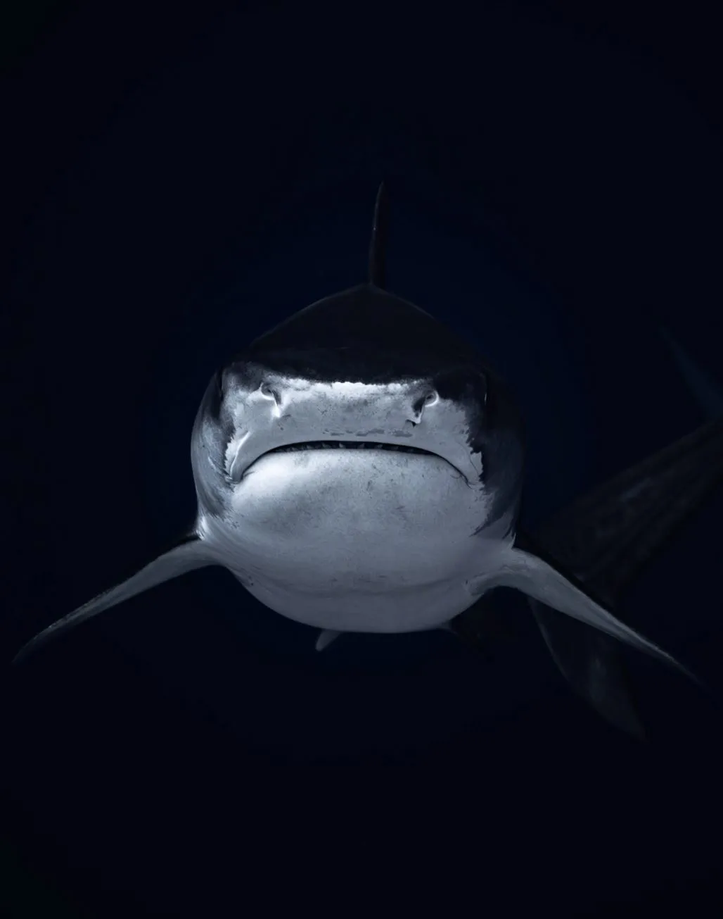 What Is the Biggest Predator in the Great Barrier Reef